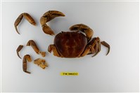 藏品(毛足圓軸蟹)的圖片